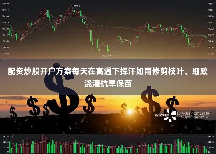 配资炒股开户方案每天在高温下挥汗如雨修剪枝叶、细致浇灌抗旱保苗
